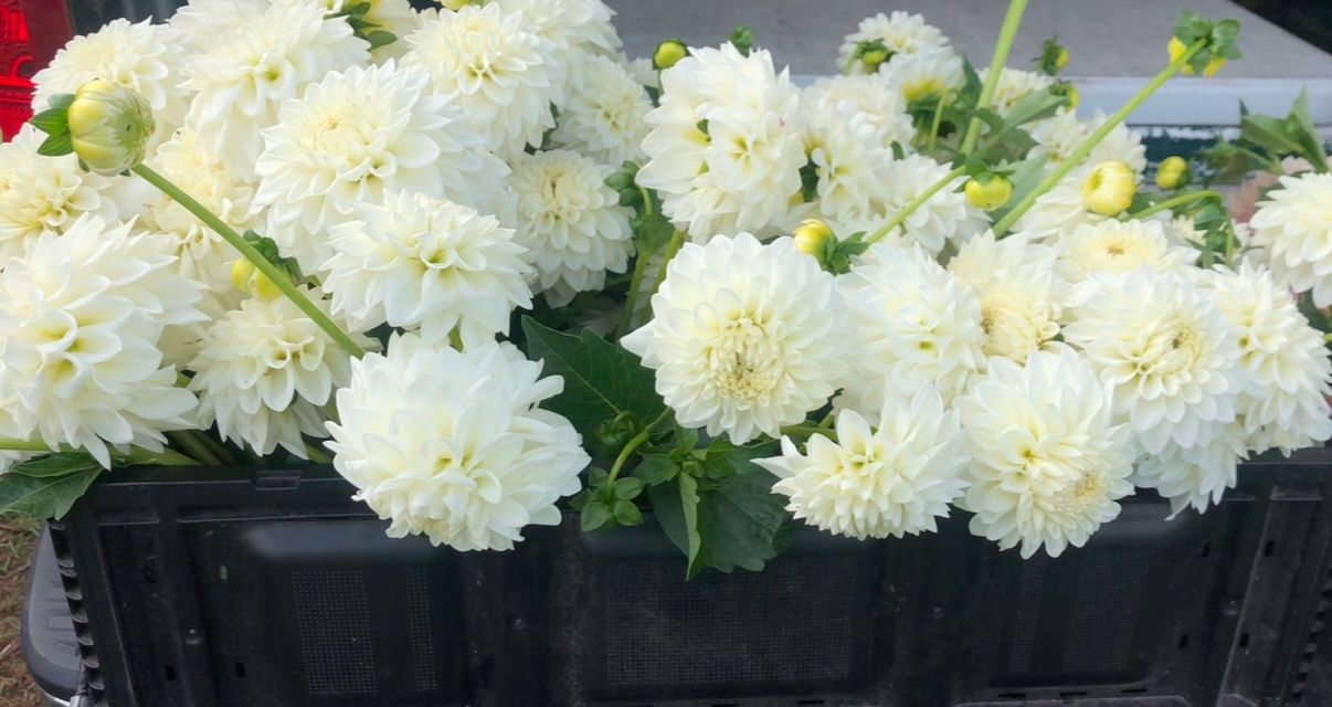 White Blizzard