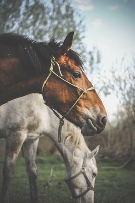 Horse Owner Gifts