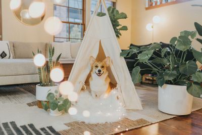 Dog Owner Gifts