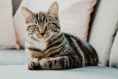 Cat Owner Gifts