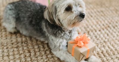 Pet Owner Gifts