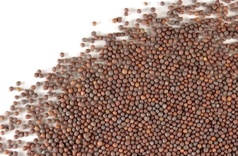 Senafitch | ሰናፍጭ - Mustard Seed