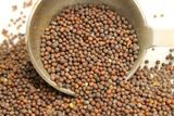 Senafitch | ሰናፍጭ - Mustard Seed