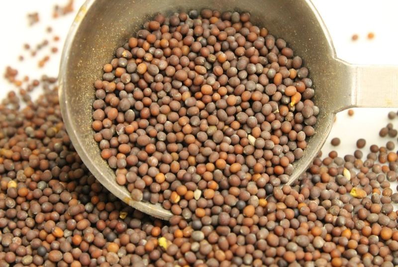Senafitch | ሰናፍጭ - Mustard Seed