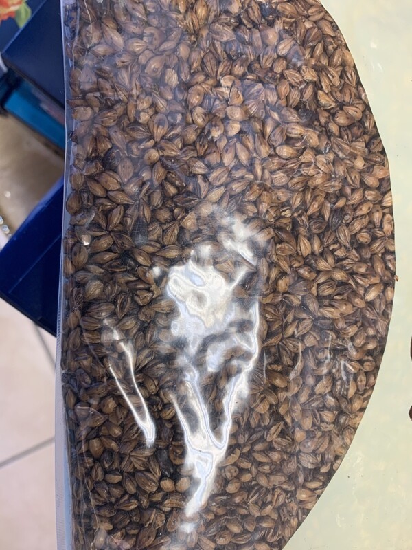 Roasted Barley for Tella 1KG የተቆላ ገብስ ለጠላ ኪሎ