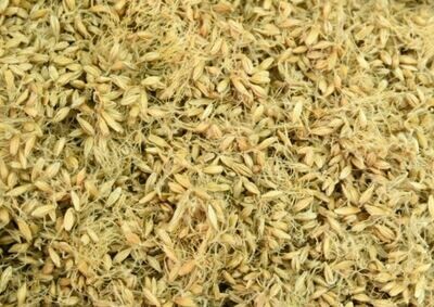 ብቅል Malt for Tella