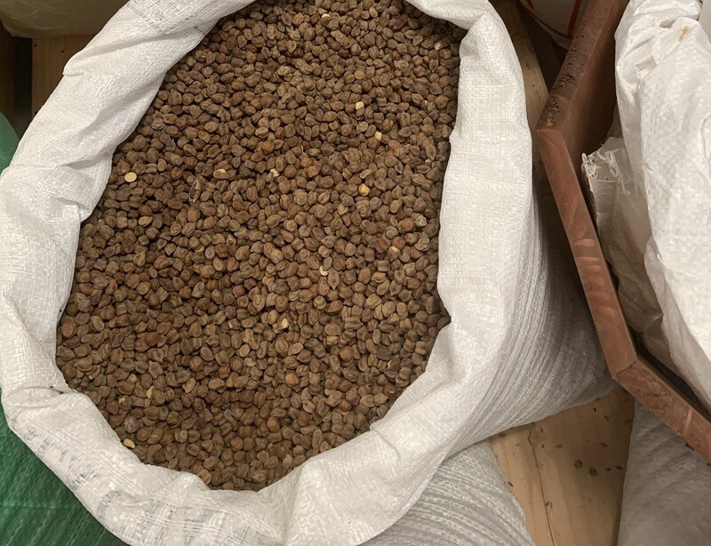 ሽምብራ Chickpeas