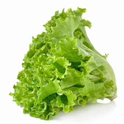 ሰላጣ Lettuce (Ethiopia Only)