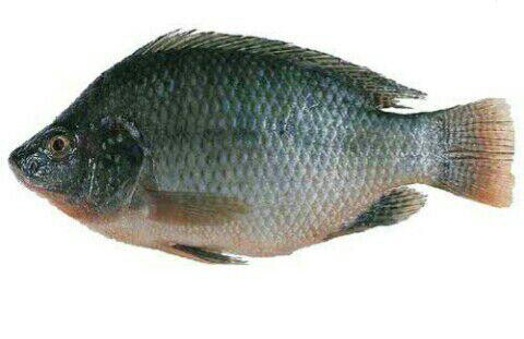 አሳ Fish (Ethiopia Only)