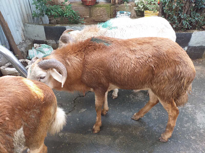 በግ Sheep Beg Lamb (Ethiopia Only)
