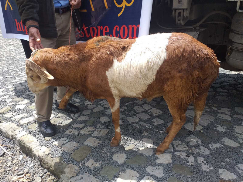 በግ Sheep Beg Lamb (Ethiopia Only)