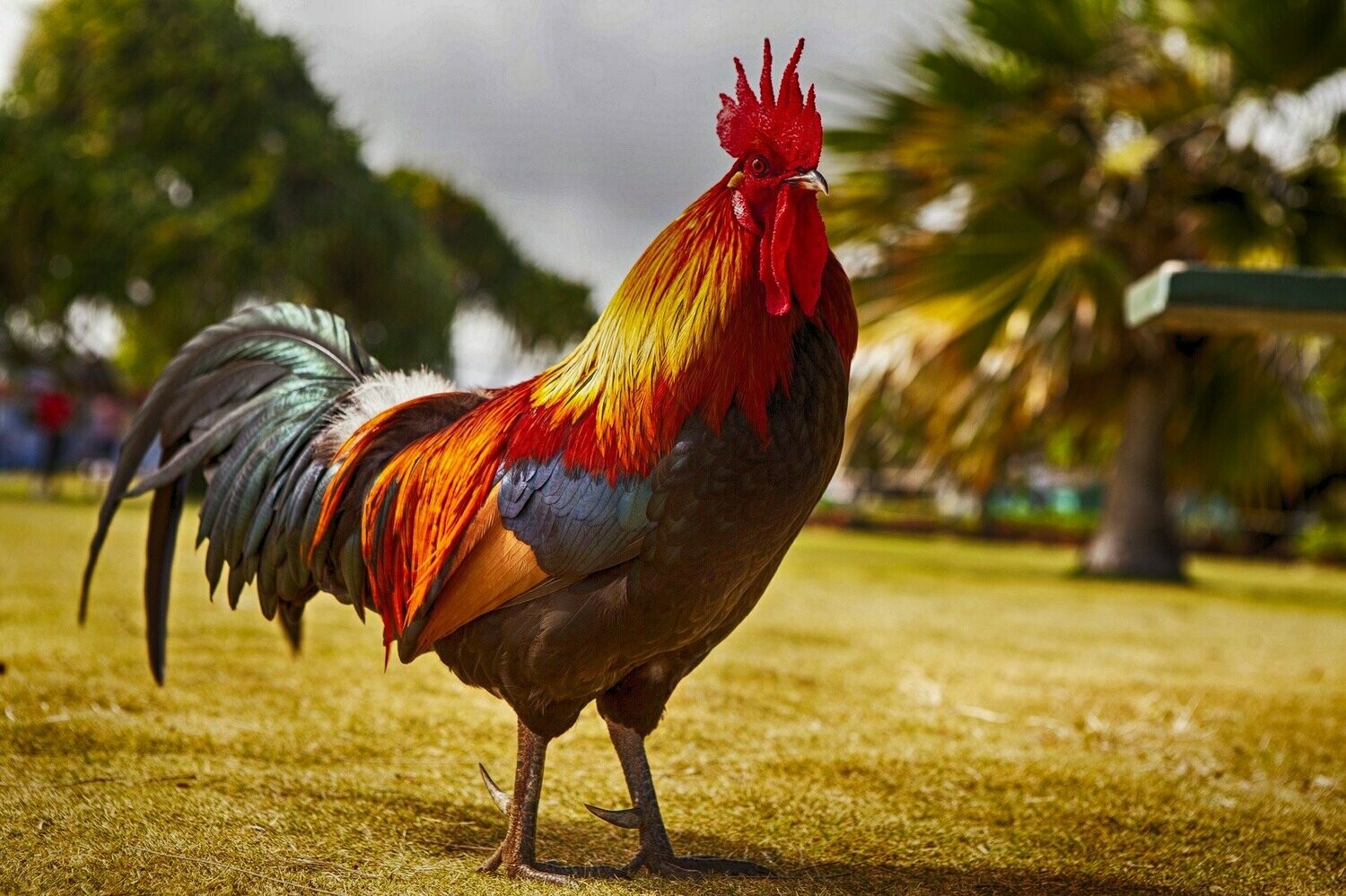 ዶሮ Rooster Hen (Ethiopia Only)