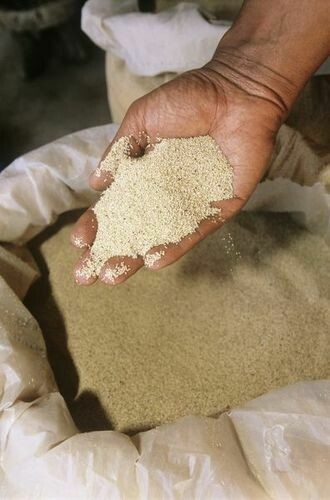 ጤፍ ማኛ ሰርገኛ ጥቁር Teff Magna Sergegna Tikur (Ethiopia Only)