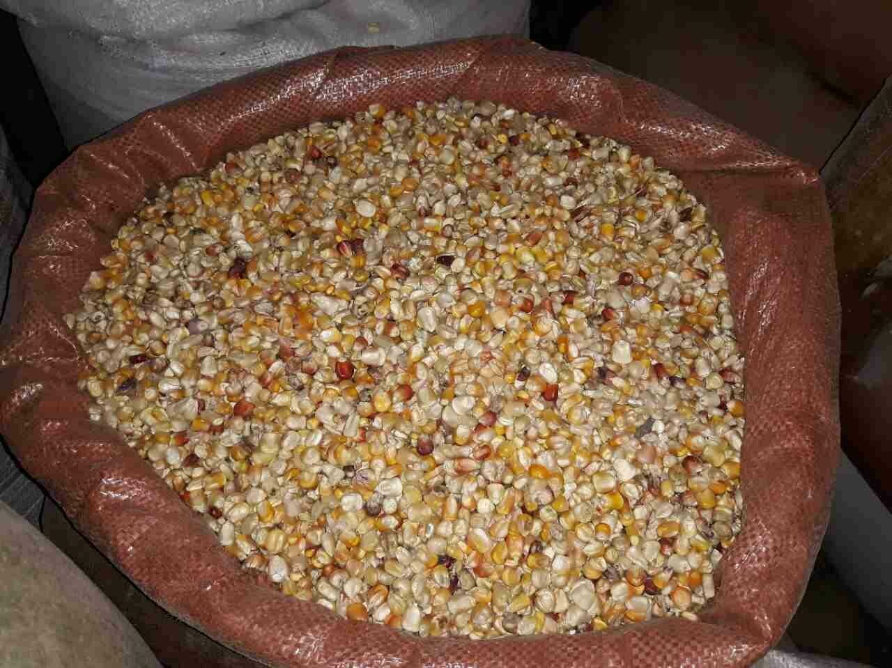 በቆሎ Corn