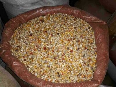 በቆሎ Corn
