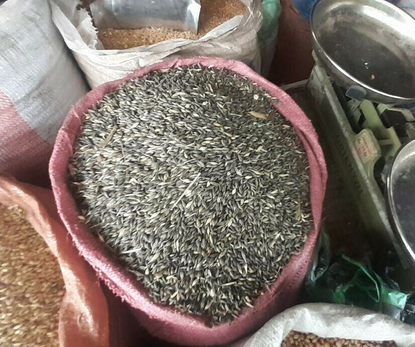 ገብስ Barley