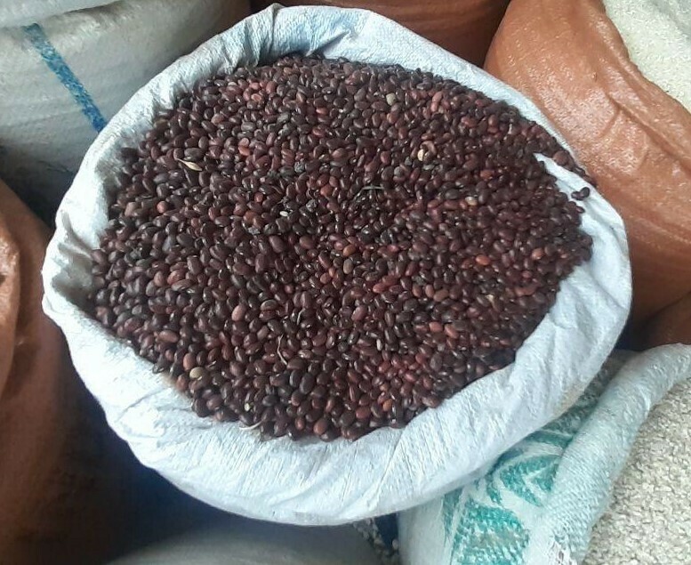 ቦሎቄ Boloke