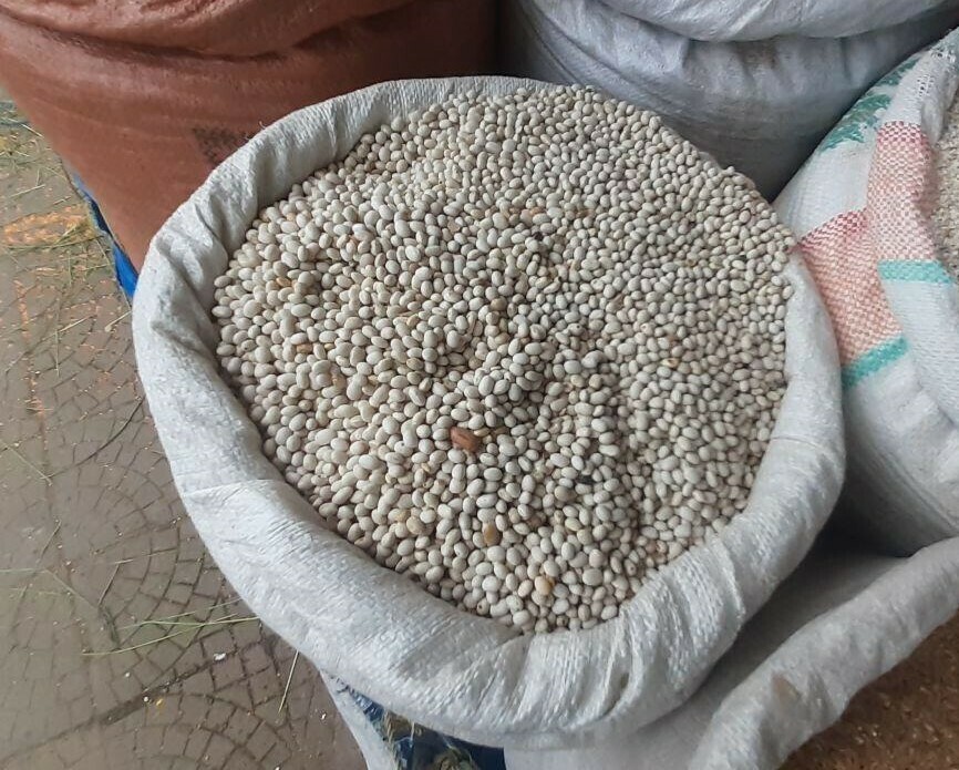 ነጭ ቦሎቄ White Boloke