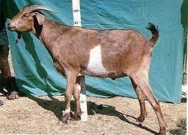 የፍየል ጥቅል Goat Package (Ethiopia Only)