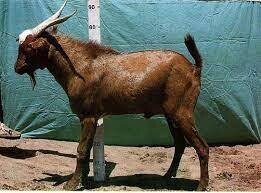 የሶደሬ የፋሲካ በዓል የፍየል ጥቅል 20 Sodere Easter Holiday Goat Package 20 (Ethiopia Only)
