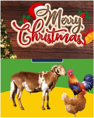 የሶደሬ የገና በአል ጥቅል 2 Sodere  Christmas Holiday Package 2 (Ethiopia Only)