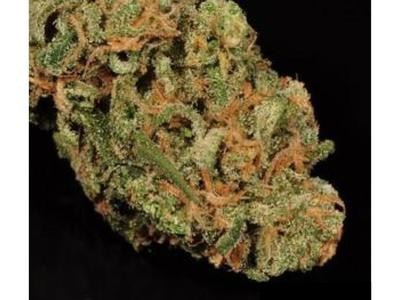 Indica TOP SHELF