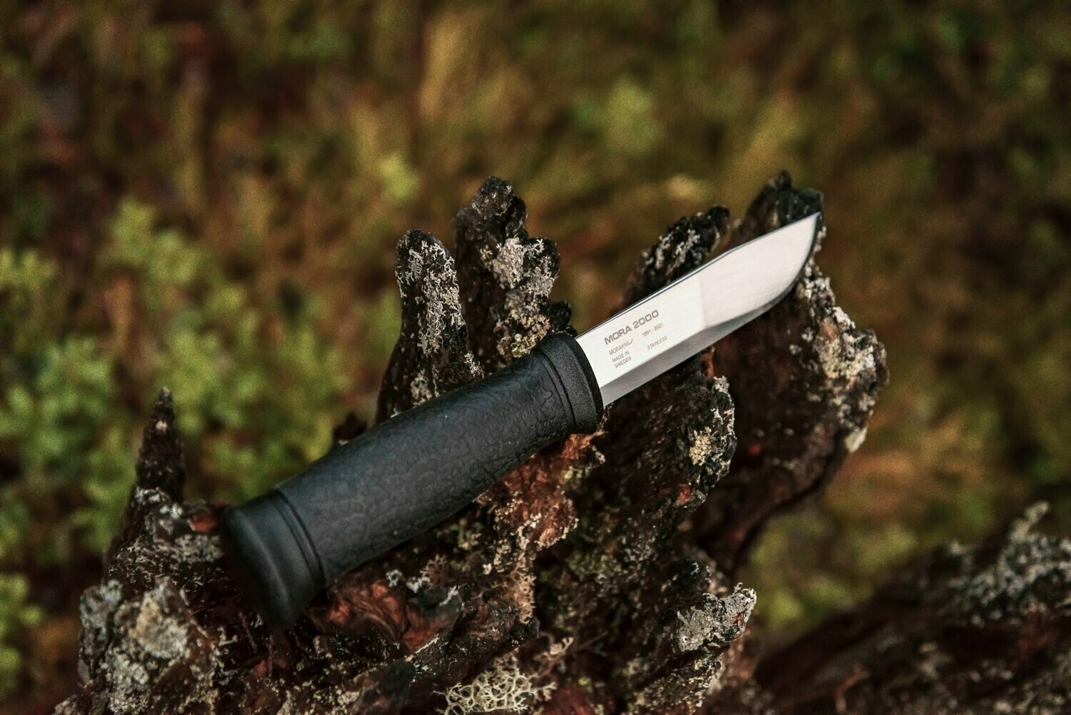 Mora Jubilee Edition 2021