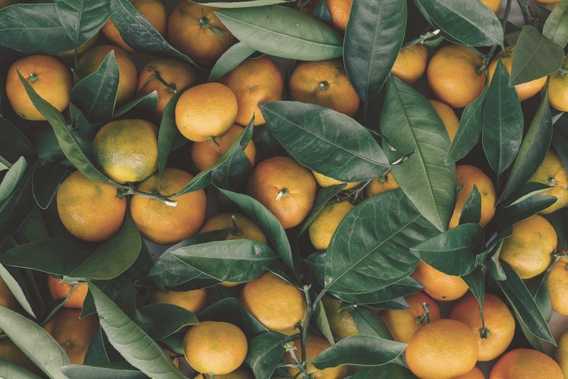 Orange Tree Shrub