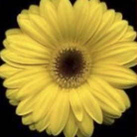 Gerber Daisy - Yellow - 4.5" Pot
