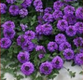 Verbena-Purple- 8” Pot