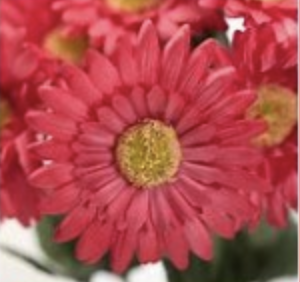 Gerber Daisy - Pink - 4.5" Pot