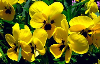 Colossus Pansies - Yellow Blotch (6-pack)