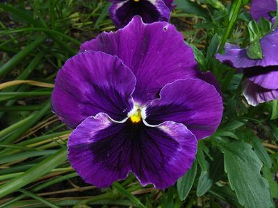 Colossus Pansies - Violet Blotch (6-pack)