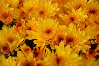Fall Mums - Orange (8-inch pots)