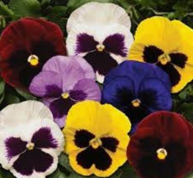Colossus Pansies - Blotch Mixed (6-pack)