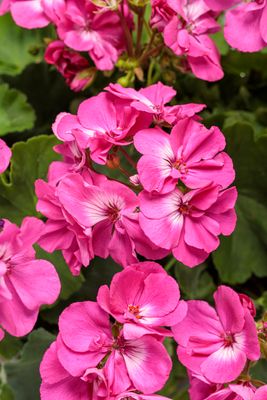 Geranium (10" Pots) - Pink