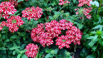 Verbena (8" Pots) - Peppermint