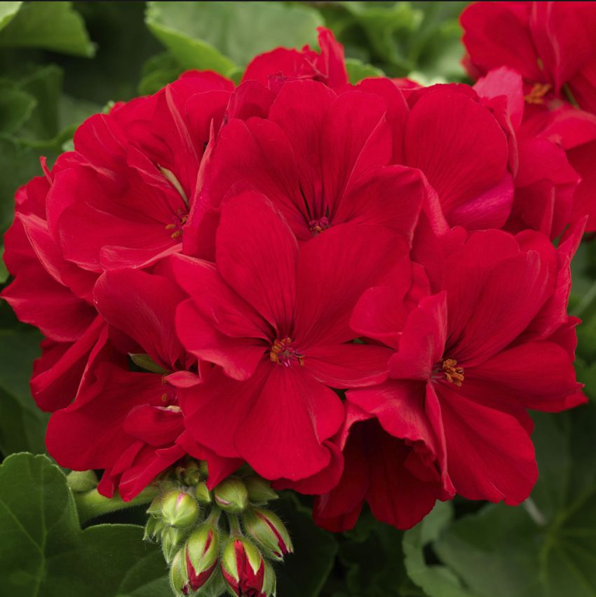 Geranium (10" Pots) - Red