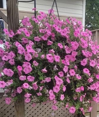 Supertunia Hanging Basket (10" Pots) - Bubblegum Pink