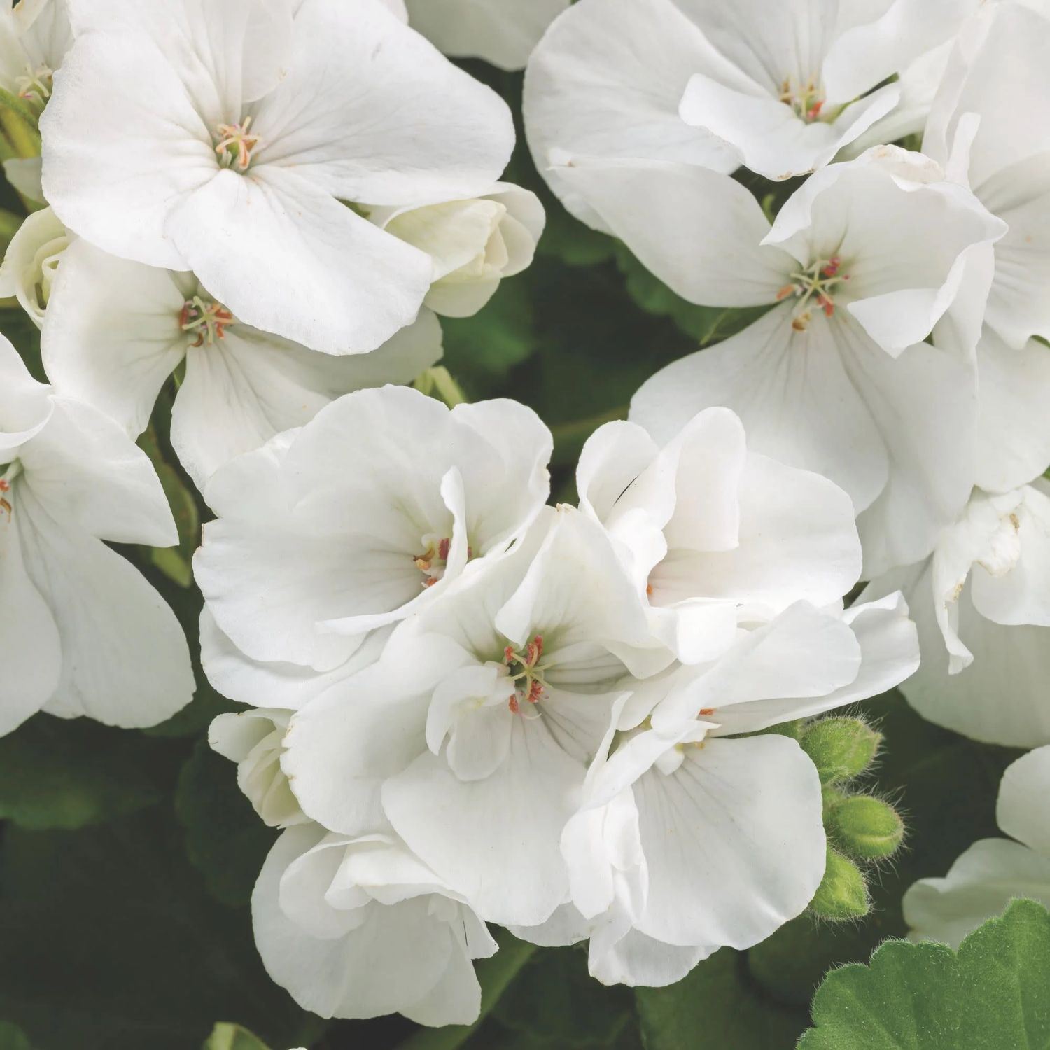 Geranium (10" Pots) - White