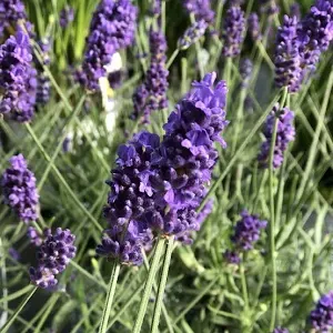 English Lavender (8" Pot)