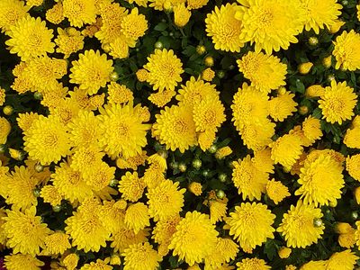 Chrysanthemums (8-inch pot) - Yellow