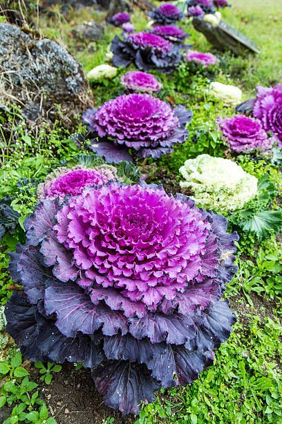 Ornamental Cabbage (8-inch pot) - Purple