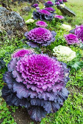 Ornamental Cabbage (8-inch pot) - Purple
