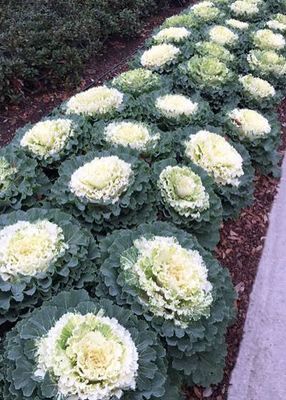 Ornamental Cabbage (8-inch pot) - Light Green/Ivory
