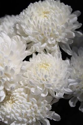 Chrysanthemums (8-inch pot) - White