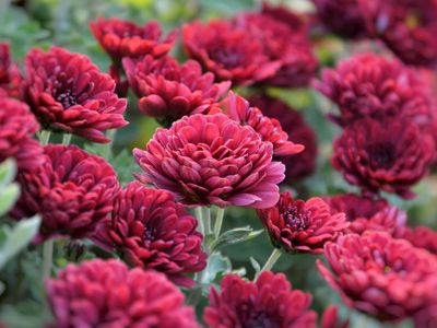 Chrysanthemums (8-inch pot) - Red/Burgundy