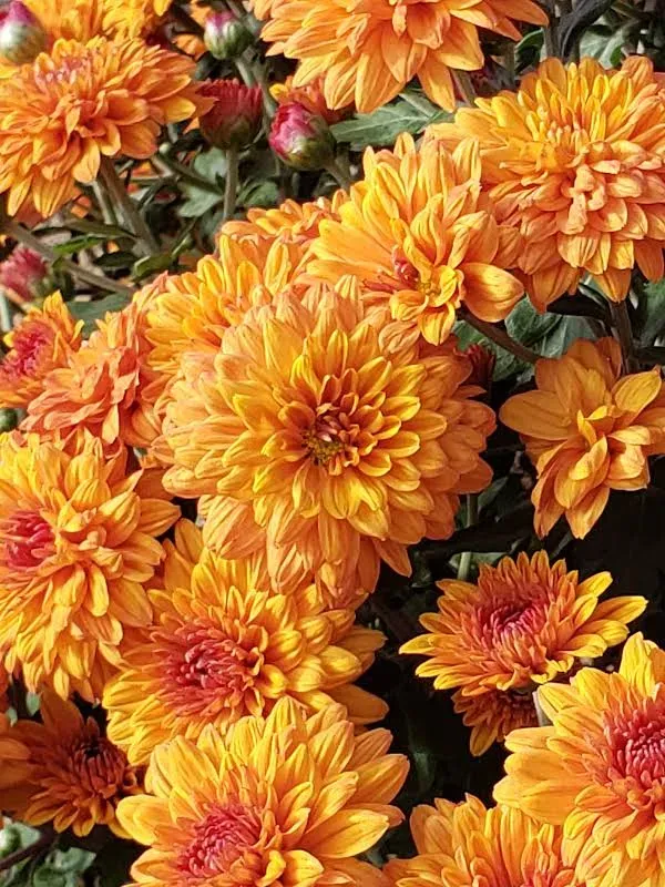 Chrysanthemums (8-inch pot) - Burnt Orange