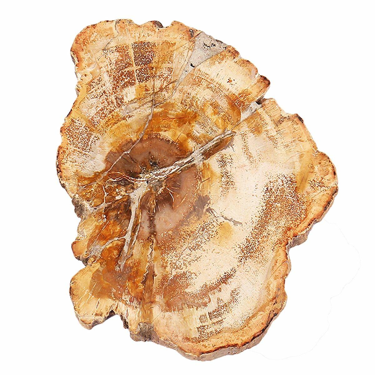 Natural Petrified Wood Slab (Polished) ST087