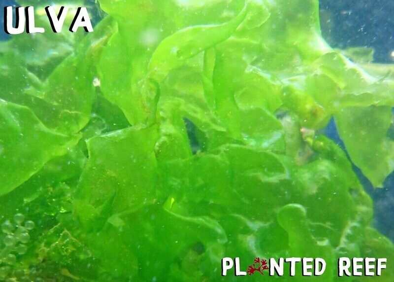 Ulva lactuca Macroalgae